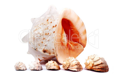 Five seashells