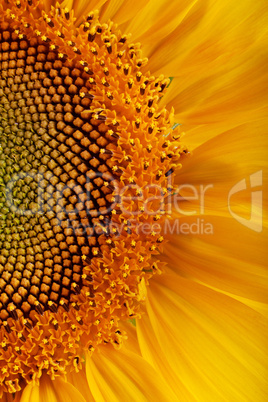 The beautiful sunflower