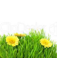 Isolated green grass with yellow flowers