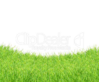 Isolated green grass