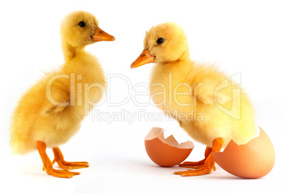 Two yellow small duck