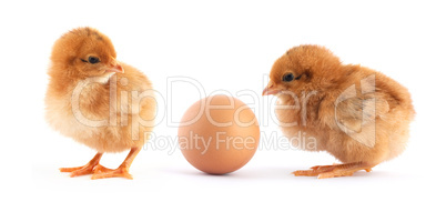 Two yellow small chicks