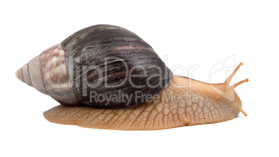 Snail