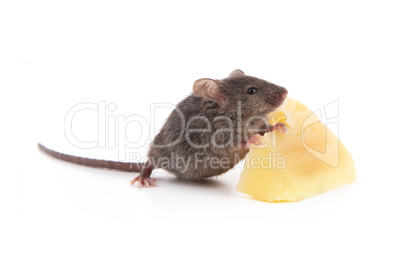 Mouse and cheese