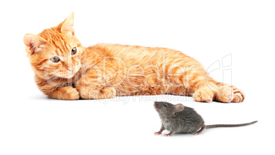 Mouse and cat