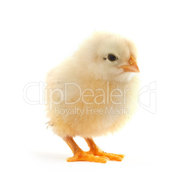 The yellow small chick