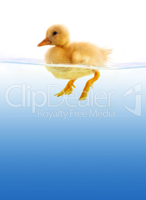 The yellow duckling swimming