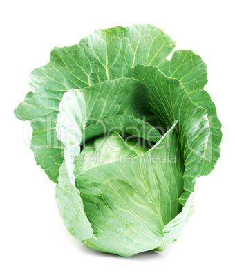 Head of green cabbage