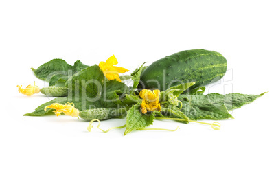 The cucumber white flowers