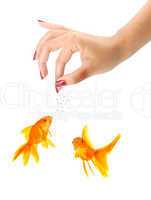 Woman feeding goldfishes