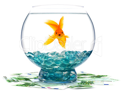 Goldfish in aquarium