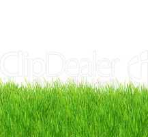 Isolated green grass