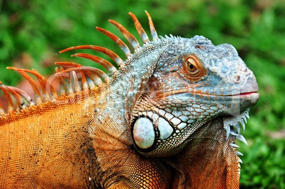 iguana