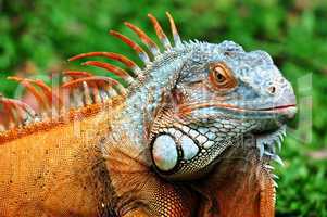 iguana