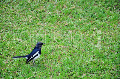 magpie robin