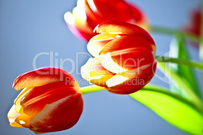 Tulpen