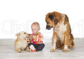 Baby feeding one dog watched by another