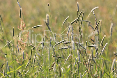 Wiesenblick Hintergrund