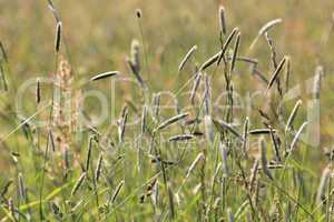 Wiesenblick Hintergrund