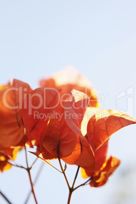 Soft leaves background