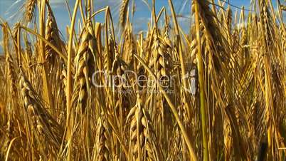 10714 wheat rye corn field background