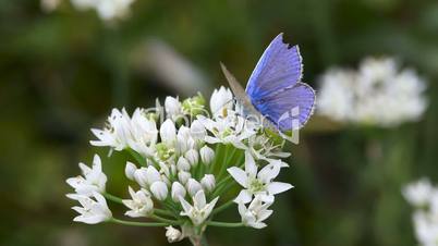 Blue butterfly.