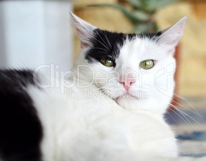 Angry black and white cat