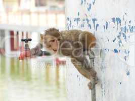 Thirsty monkey