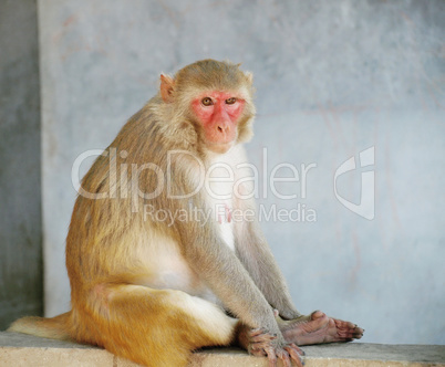 Portrait of monkey