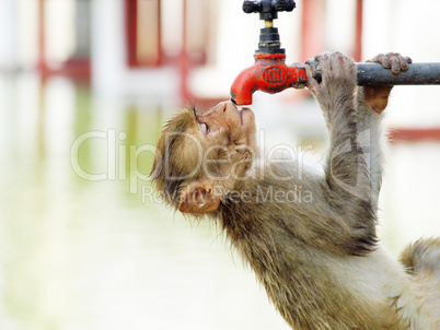 Monkey searching water