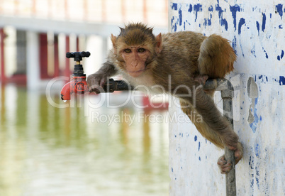 Monkey searching water