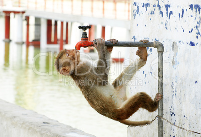 Monkey searching water