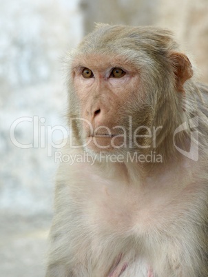 Portrait of monkey