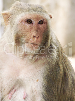 Portrait of monkey