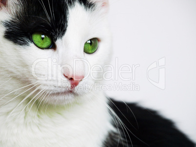 Cat with green eyes