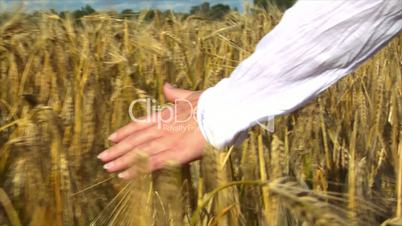 10715 womans hand brushing wheat field end of wheat