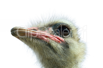 Ostrich(Struthio camelus camelus)