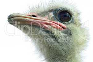 Ostrich(Struthio camelus camelus)