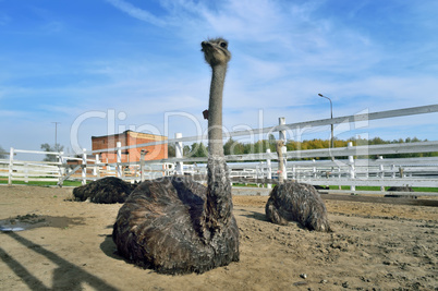 Ostriches(Struthio camelus camelus)