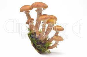 Mushrooms(Armillaria mellea)