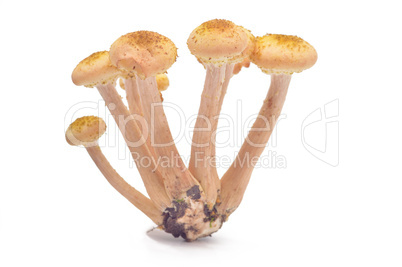 Mushrooms(Armillaria mellea)