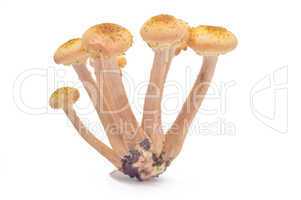 Mushrooms(Armillaria mellea)