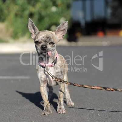 chihuahua in the street