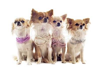 chihuahuas with pearl collar