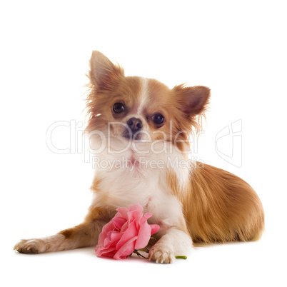 chihuahua and flower