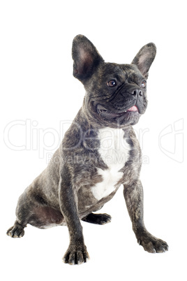 french bulldog