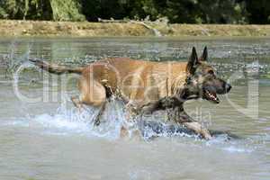 malinois in the river