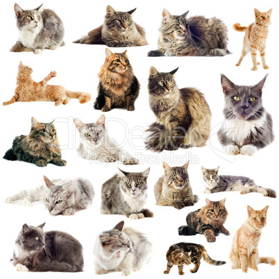 maine coon cats