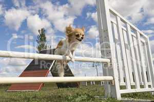 jumping chihuahua