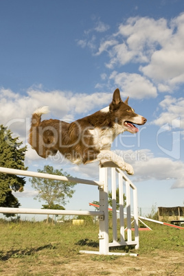 jumping  border collie